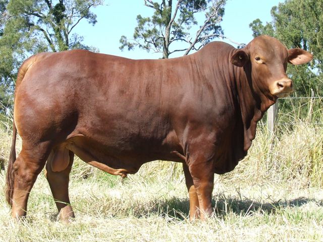 Bryvonlea Malteze
